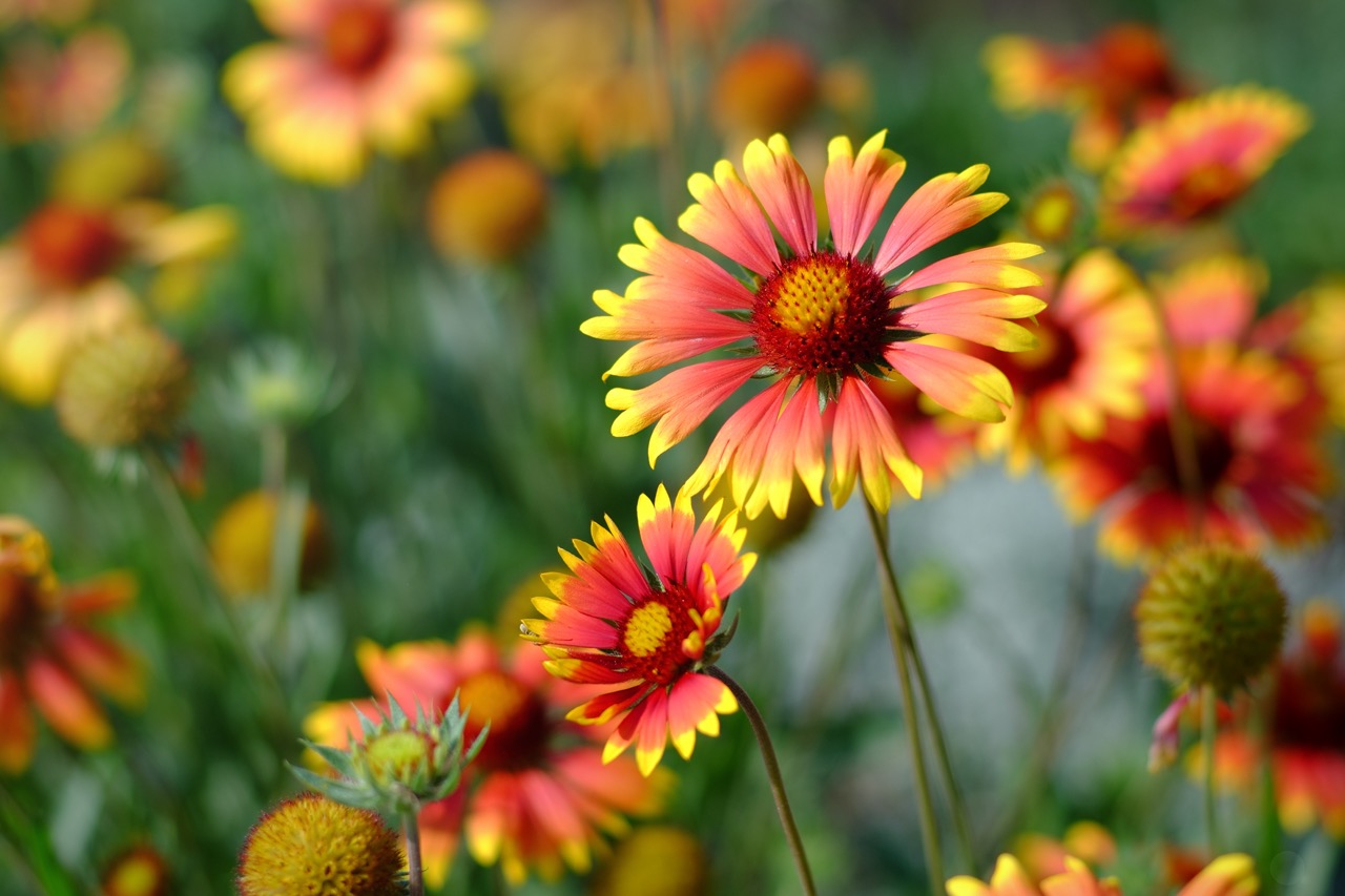 The best flowers for spring landscaping in North Texas should be resilient enough to survive summer drought and extreme heat.