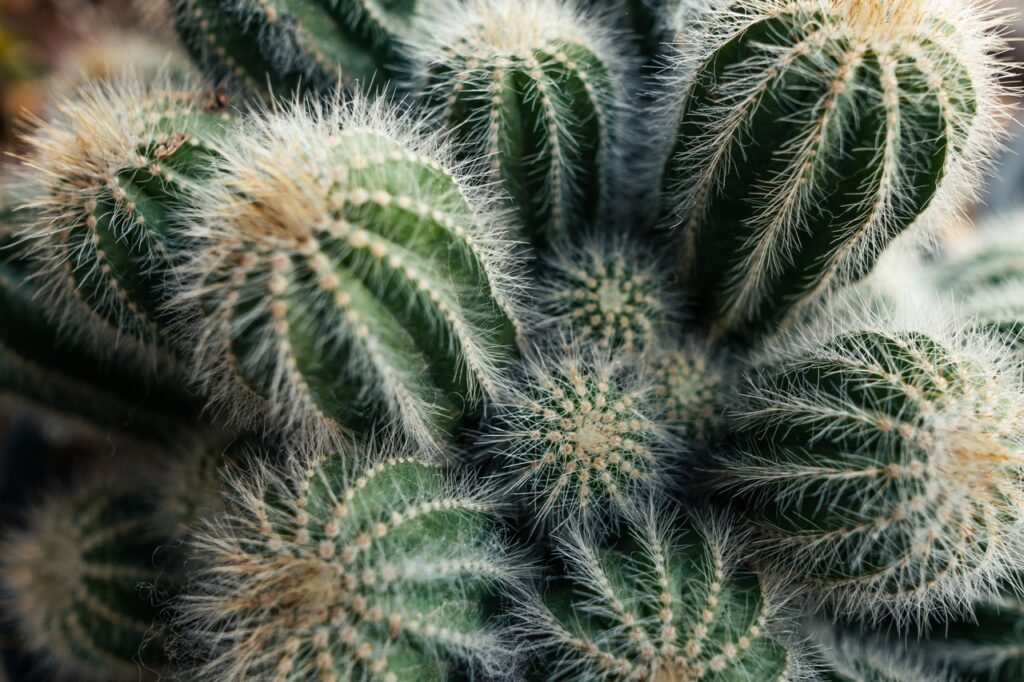 Non-flowering cacti are known for their unique shapes and spines, contributing to a distinctive and sculptural garden design. 