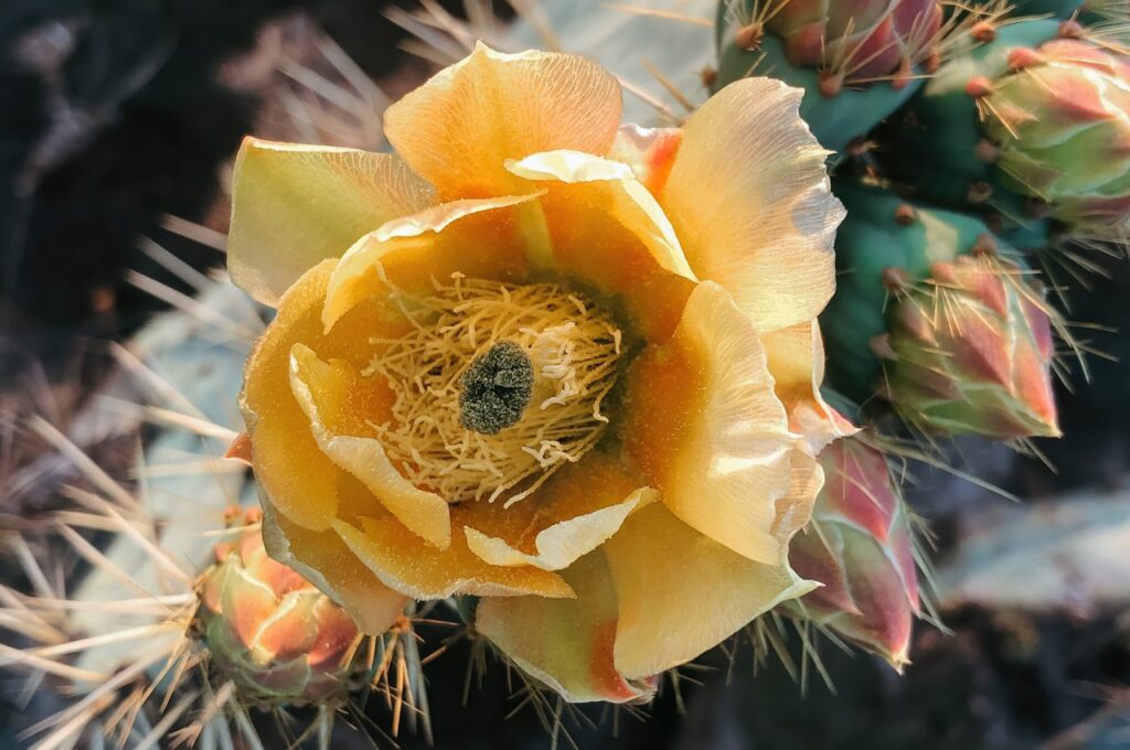 Flowering cacti have spiky or fleshy stems and bloom with colorful flowers.