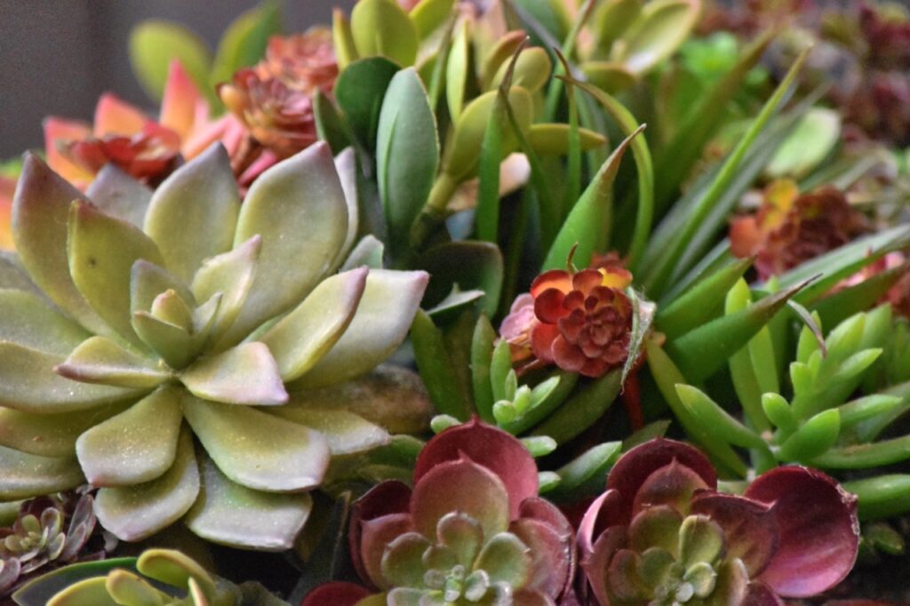 Succulents add diversity to landscapes