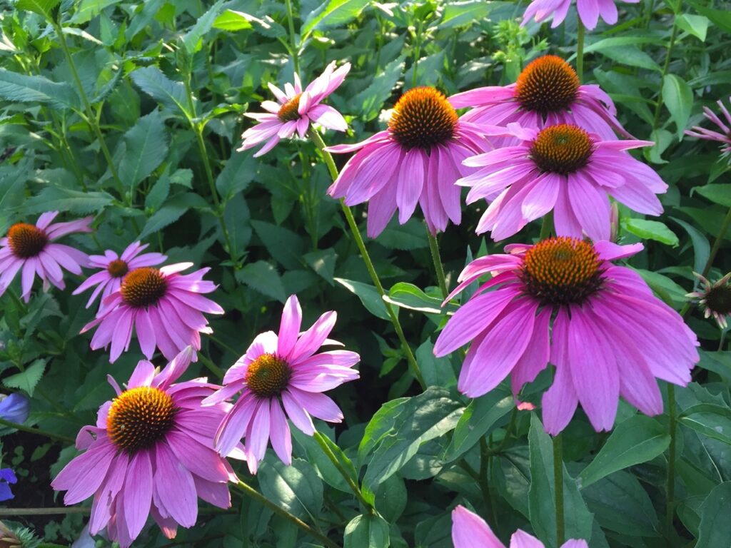 Coneflowers are a popular spring landscape trend option known for their distinctive cone-shaped centers and daisy-like petals.