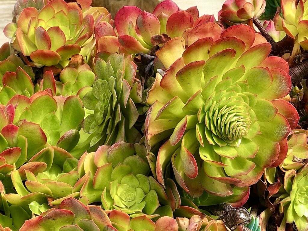 Echeverias are rosette-forming succulents with eye-catching leaves that are often colorful. 