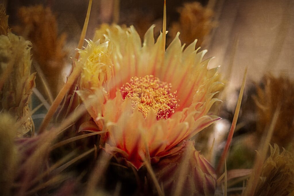 Flowering cacti have spiky or fleshy stems and bloom with colorful flowers. 