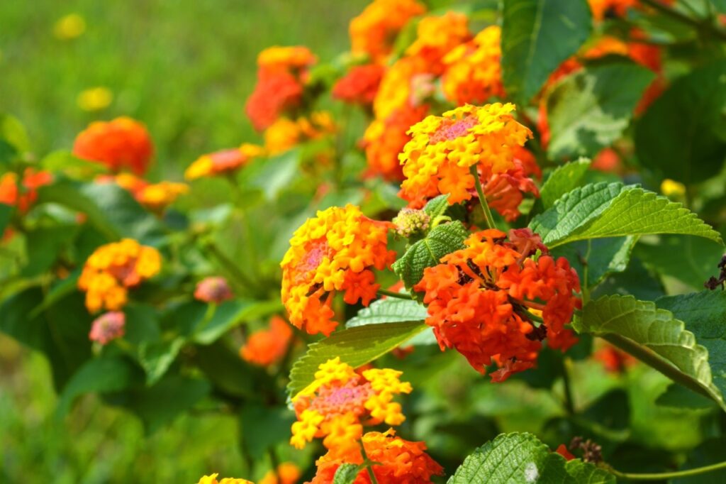 Lantanas have clusters of small, vibrant flowers in various colors, including red, orange, and yellow.