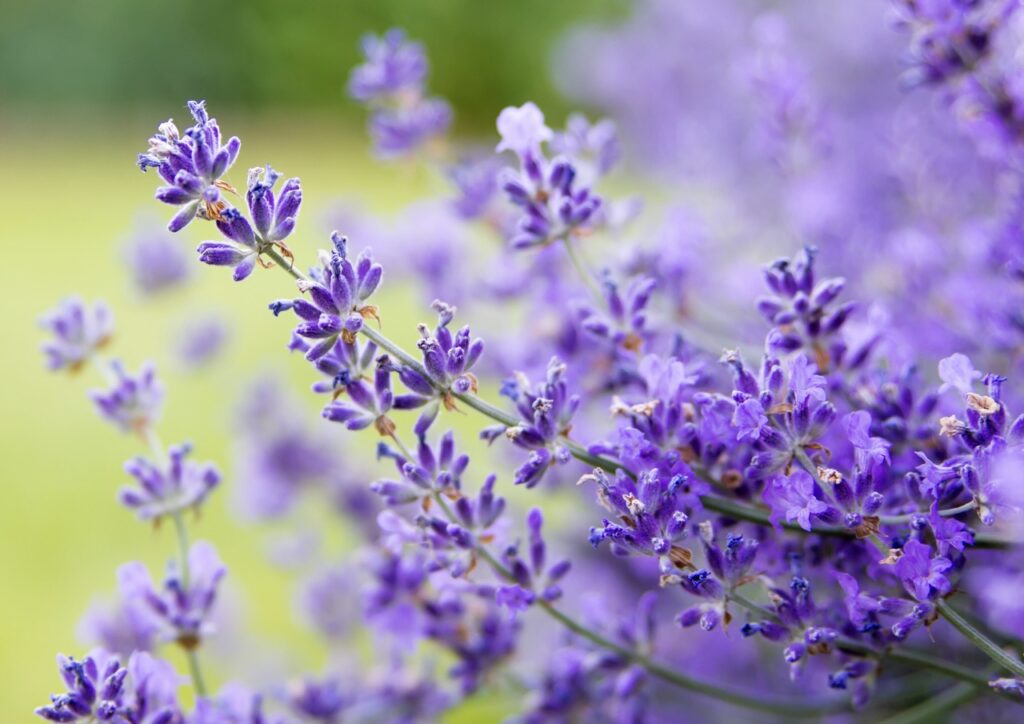 Using lavender in outdoor spaces is also a popular landscape trend in North Texas. 