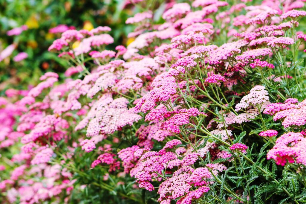 Yarrows create a delicate and intricate appearance with their clusters of tiny flowers in colors like white, pink, and yellow. 