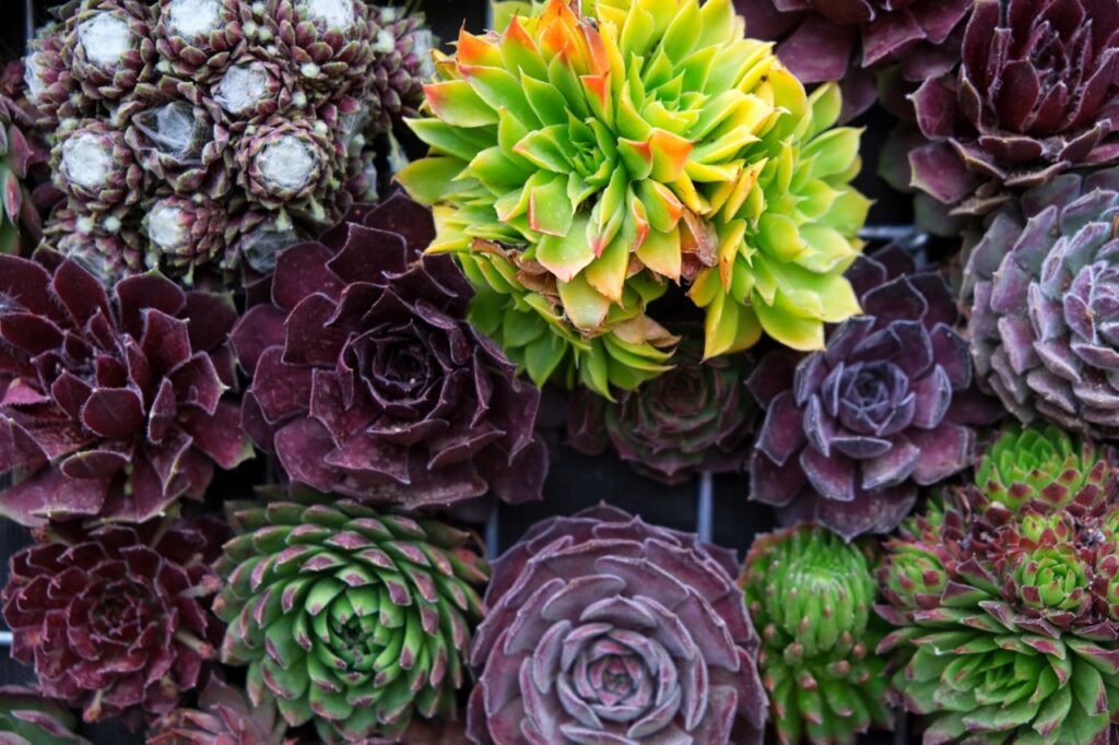 Succulents add diversity to landscapes. 