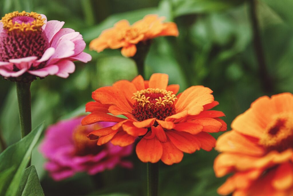 Zinnias are known for their bright and bold blooms. 