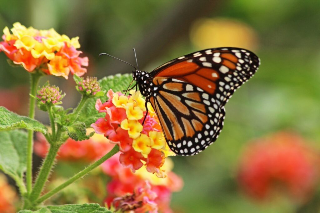 Butterfly On Lantana