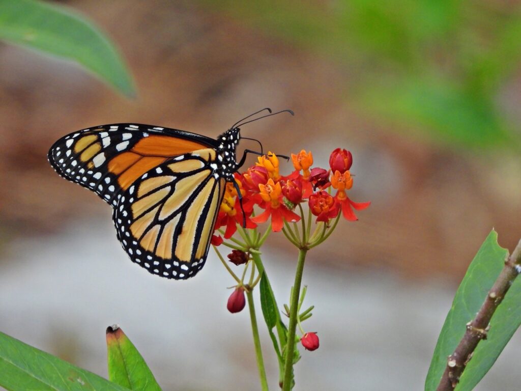 Butterfly On Milkweed