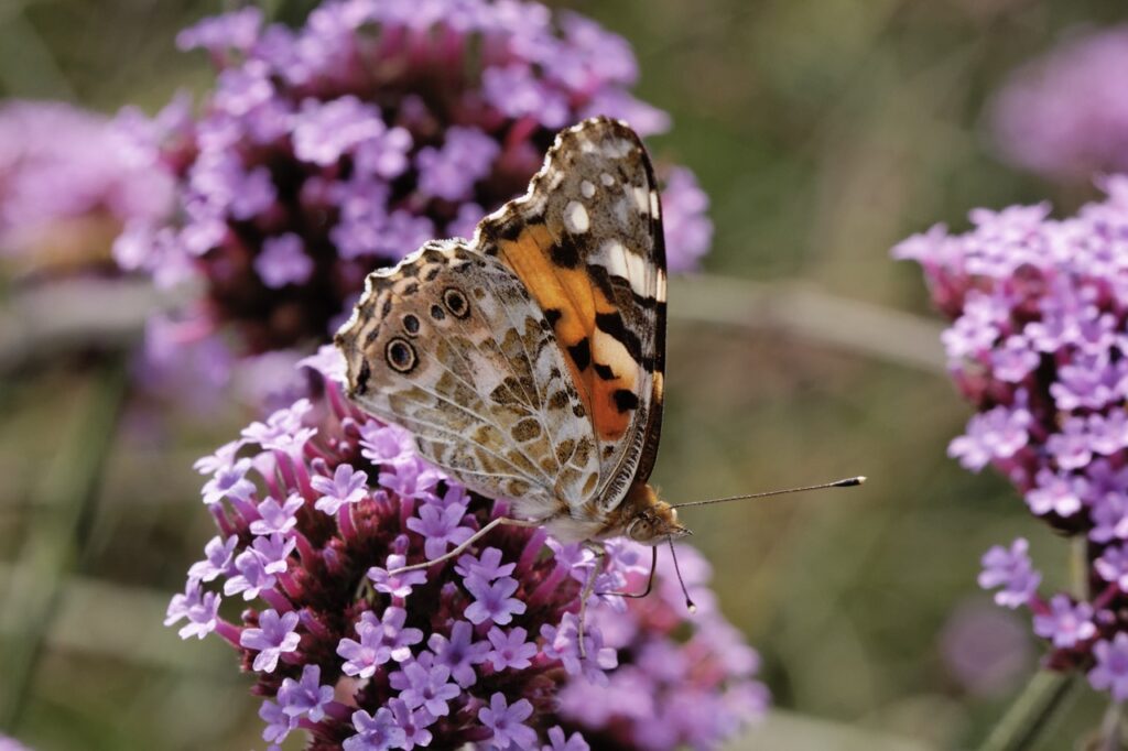 Butterfly On Verbena