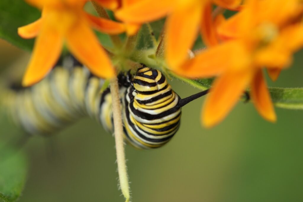 Caterpillar On Butterflyweed