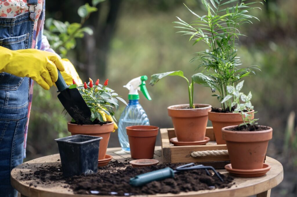 girl planting flowers in the garden. flower pots and plants for transplanting