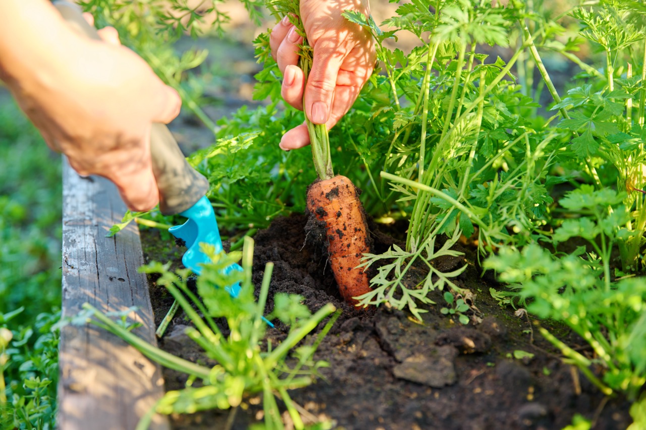 Close-up of hands with spatula digging up ripe carrots in garden bed