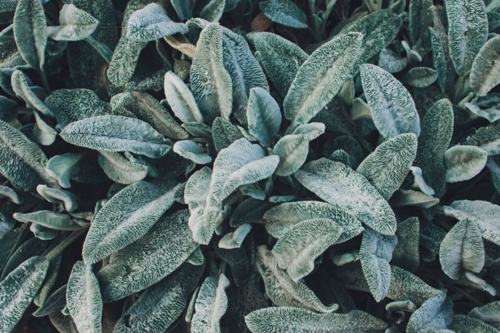 Lambs Ears, Turkish lambs ear, Stachys byzantine, woolly hedgenettle close up. Garden background with fluffy gray green leaves of an ornamental decorative plant