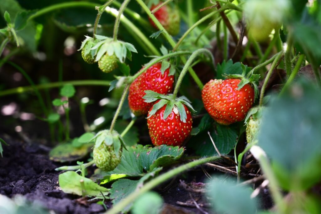 Fresh homegrown strawberries in bowl between strawberry bushes. Ripe red berries picked in home garden. Summer fruits vivid colorful background