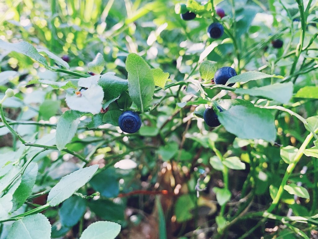 Blueberry Plants In Interactive Garden