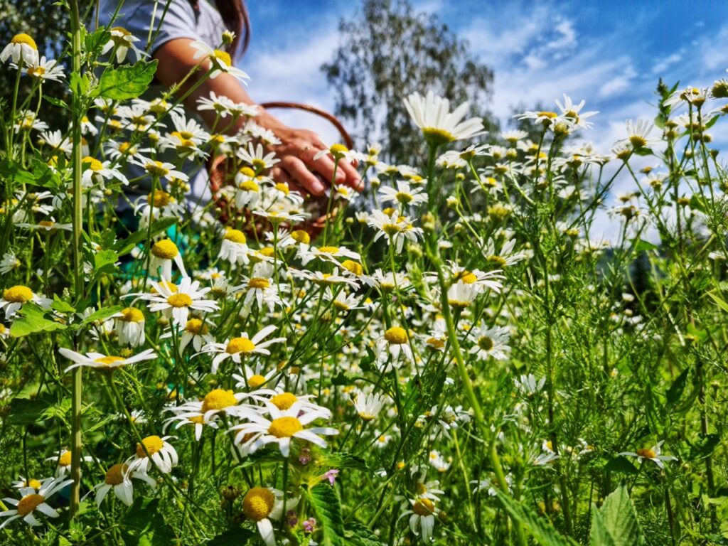 collecting-chamomile-in-a-basket