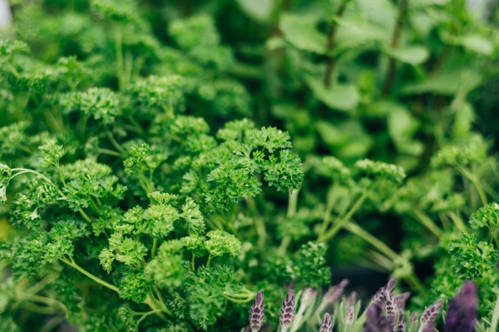 Fresh Herbs in Outdoor Baskets. Contains the following Parsley, Marjoram, Sage, Thyme, and Mint