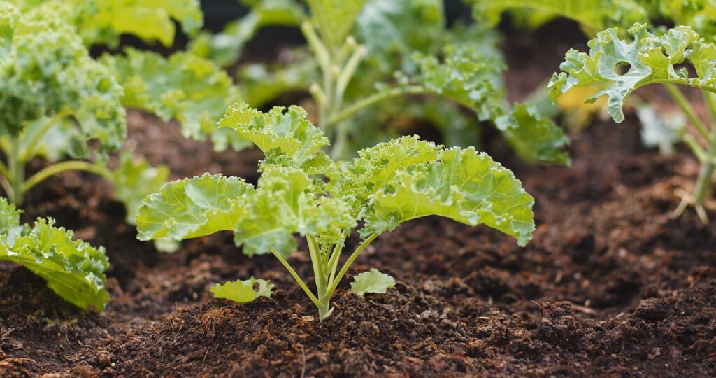 Kale planted in landscaping are a great landscaping trend.