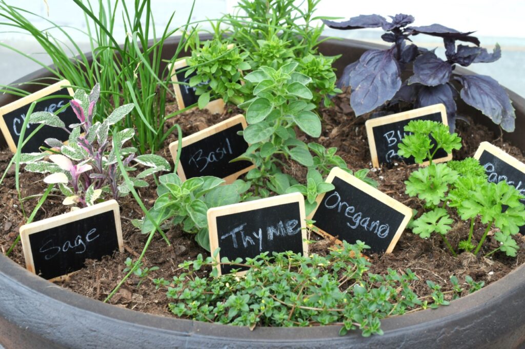 herbs-outside-in-a-container