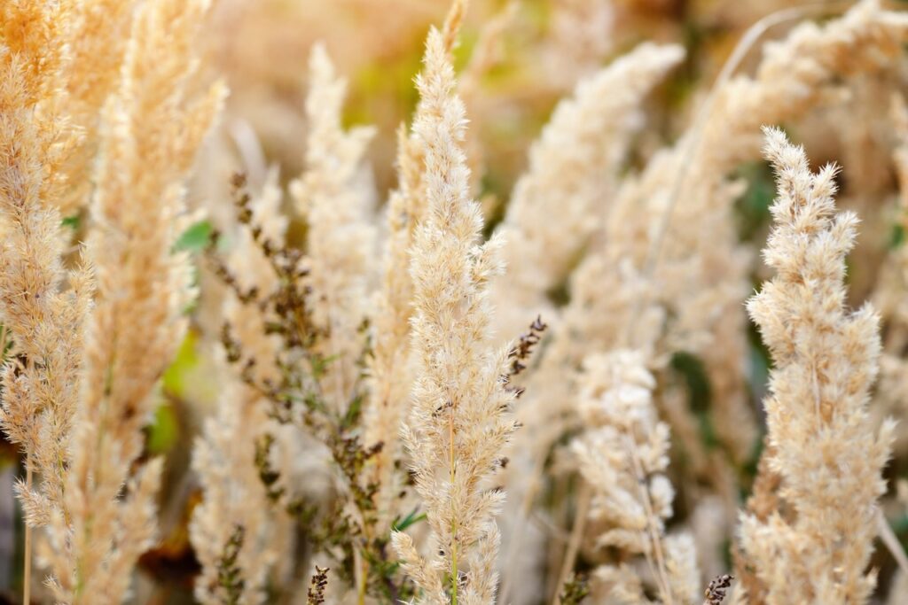 Ornamental Grass in the Fall. Autumn background.